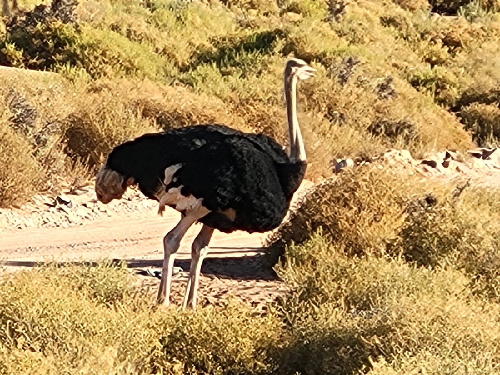 Wild Life - Animal 6